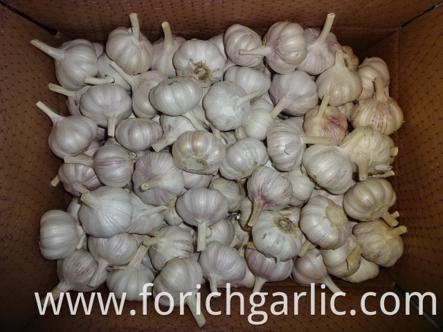 Normal Garlic Best Price